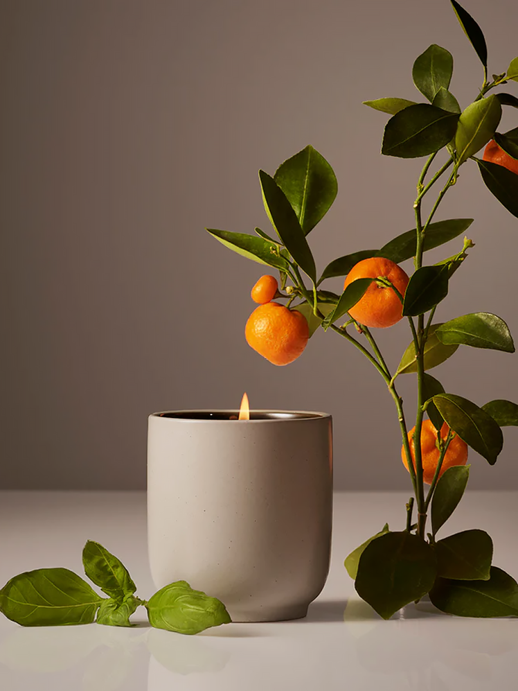 Candle in Mandarin Basil in gray jar next to mandarin plant on gray background